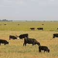 Buenos Aires | Pampa with cattle