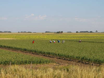 Buenos Aires  |  Harvest in the pampa