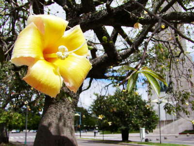 Rosario  |  Flower of floss silk tree
