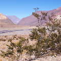 Valle Mendoza with creosote bush