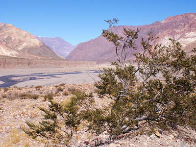 Valle Mendoza with creosote bush