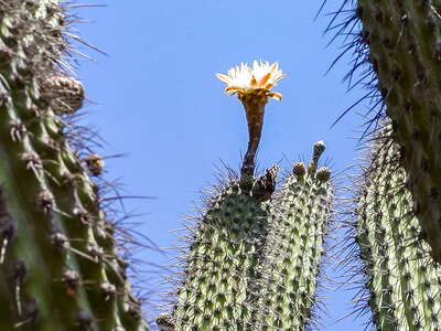 La Rioja  |  Toothpick cactus with flower