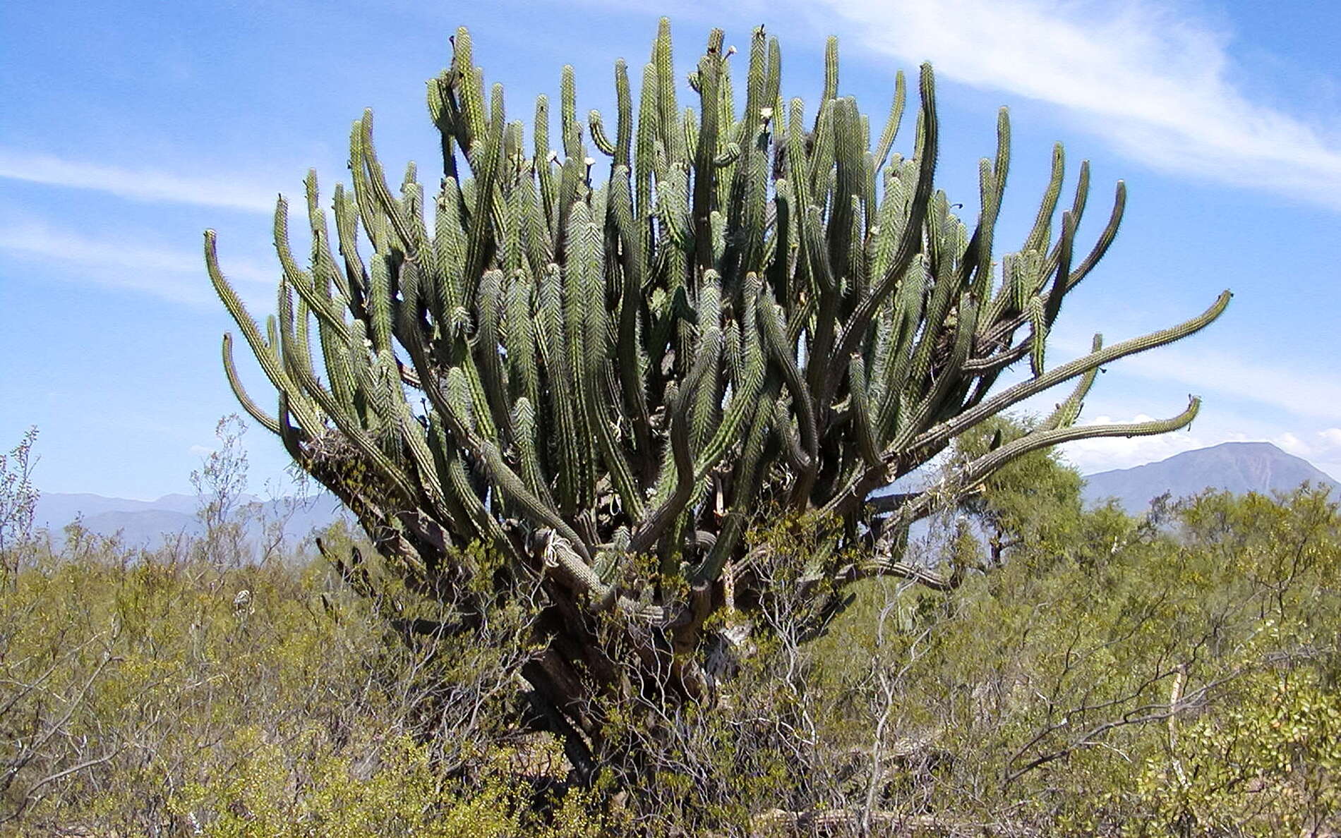 La Rioja | Toothpick cactus