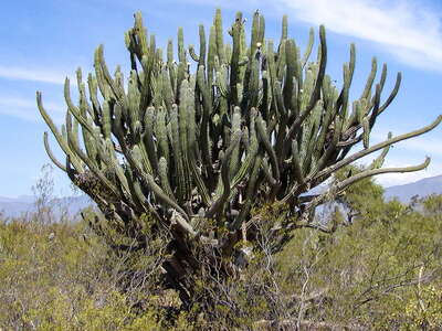 La Rioja  |  Toothpick cactus