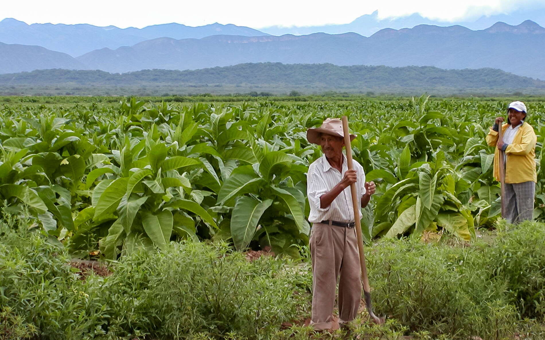 Valle de Lerma | Tobacco cultivation