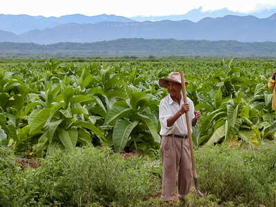 Valle de Lerma  |  Tobacco cultivation