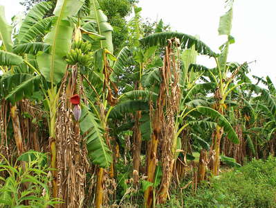Misiones  |  Banana cultivation