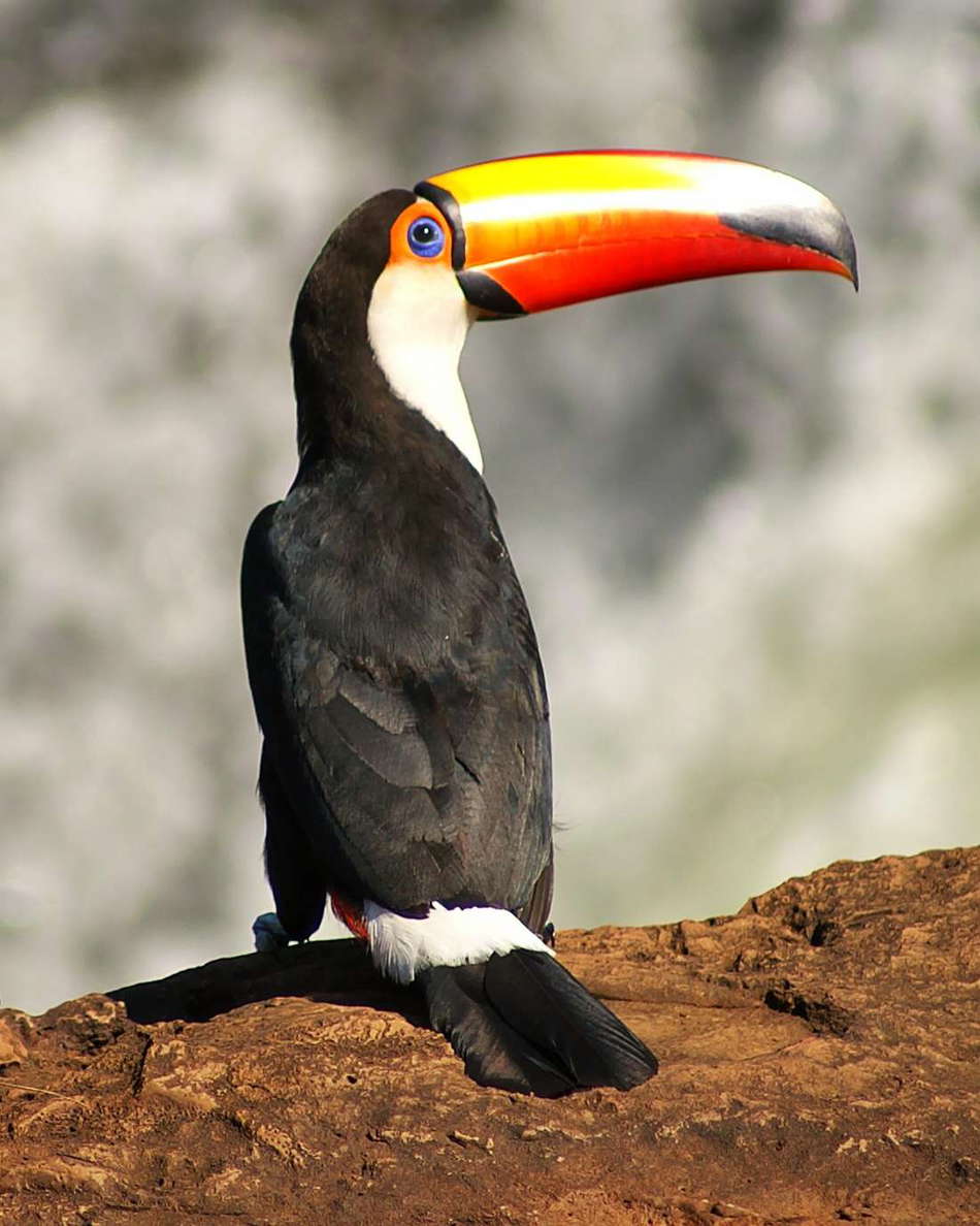 PN Iguaçu | Toco toucan (Brazil)