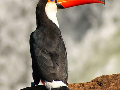 PN Iguaçu  |  Toco toucan (Brazil)