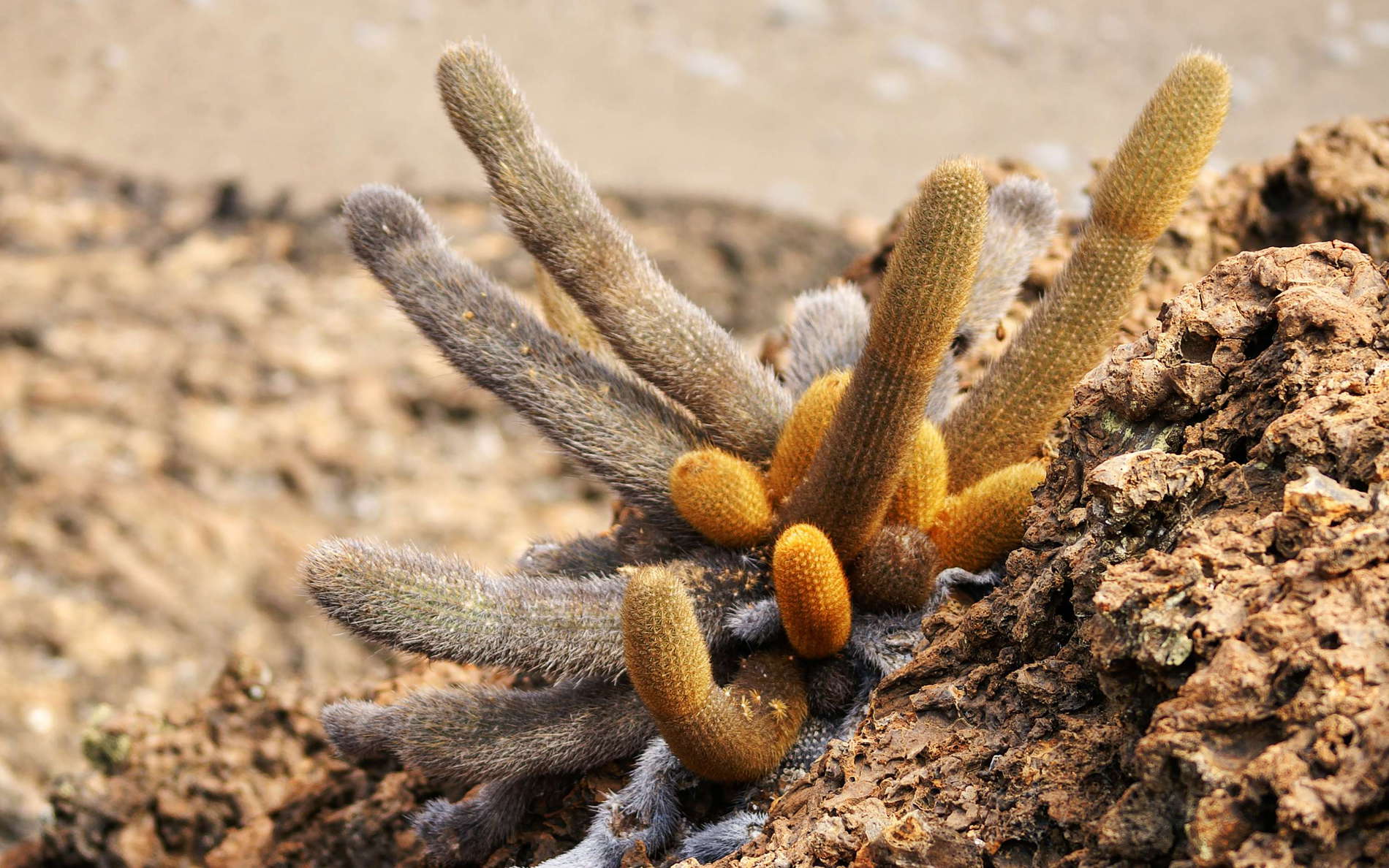 Isla Bartolomé  |  Lava cactus