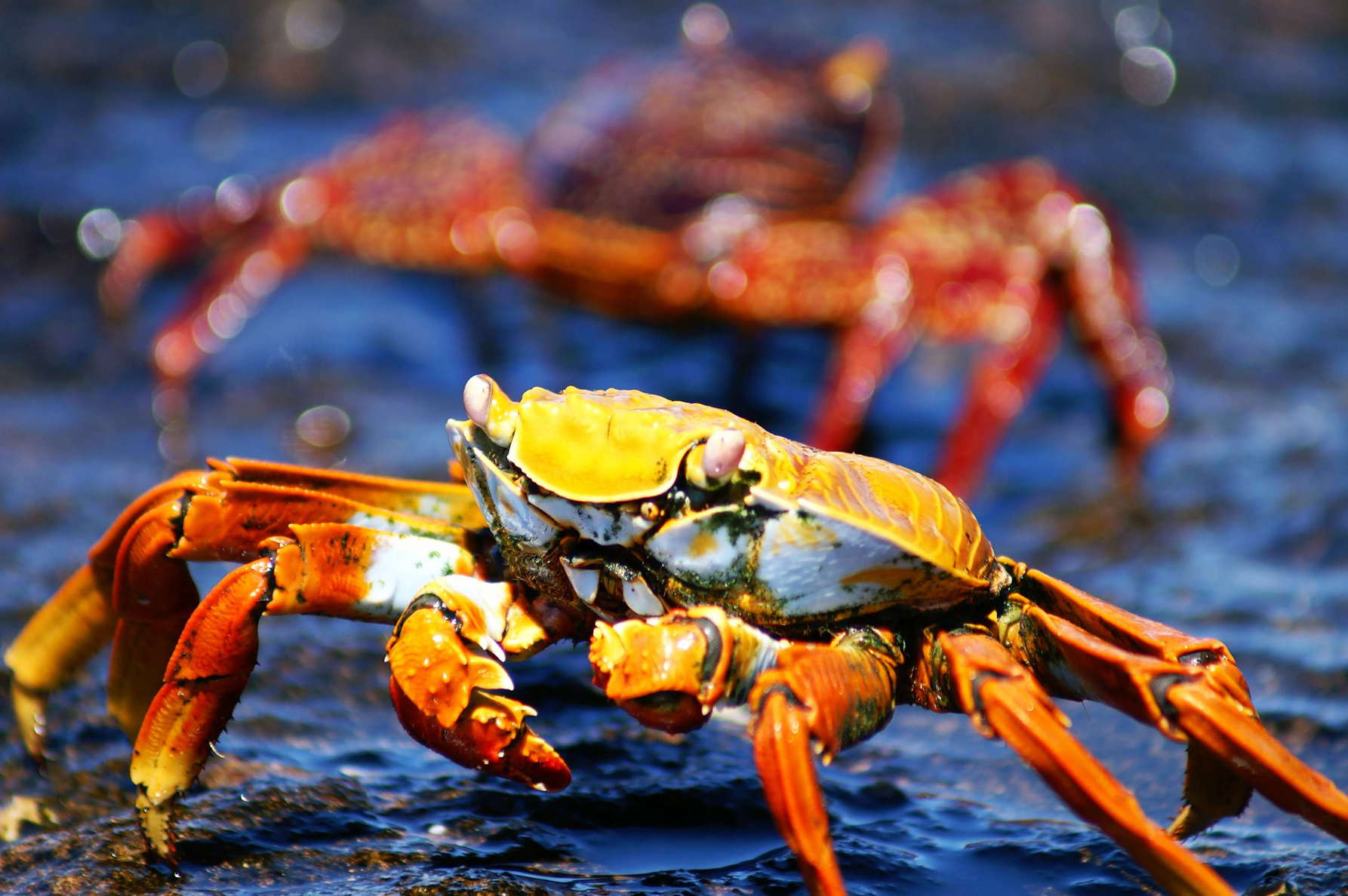 Isla Bartolomé  |  Red rock crabs