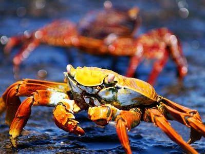 Isla Bartolomé  |  Red rock crabs