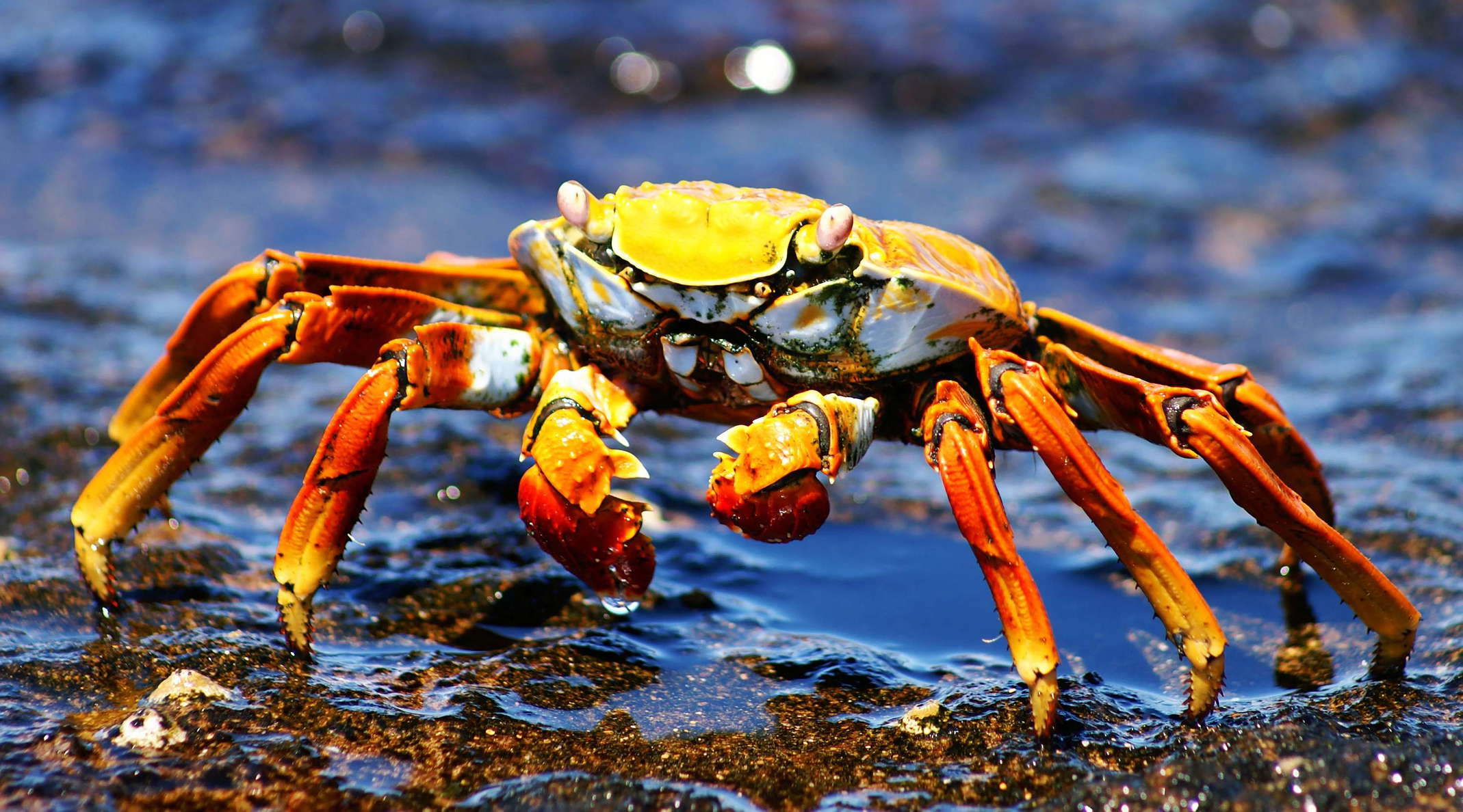 Isla Bartolomé  |  Red rock crab