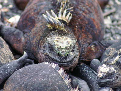 Isla Isabela  |  Marine iguana