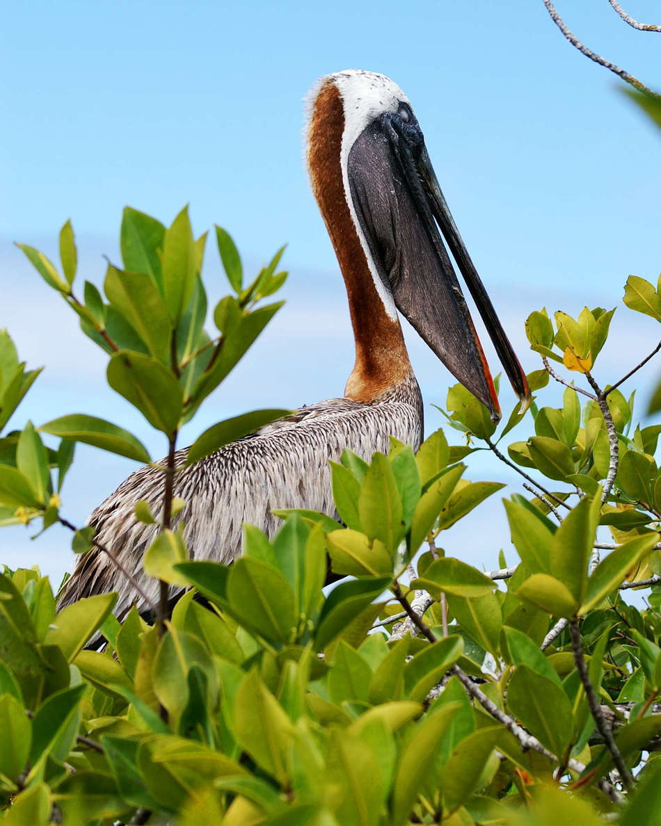Isla Santa Cruz  |  Brown pelican