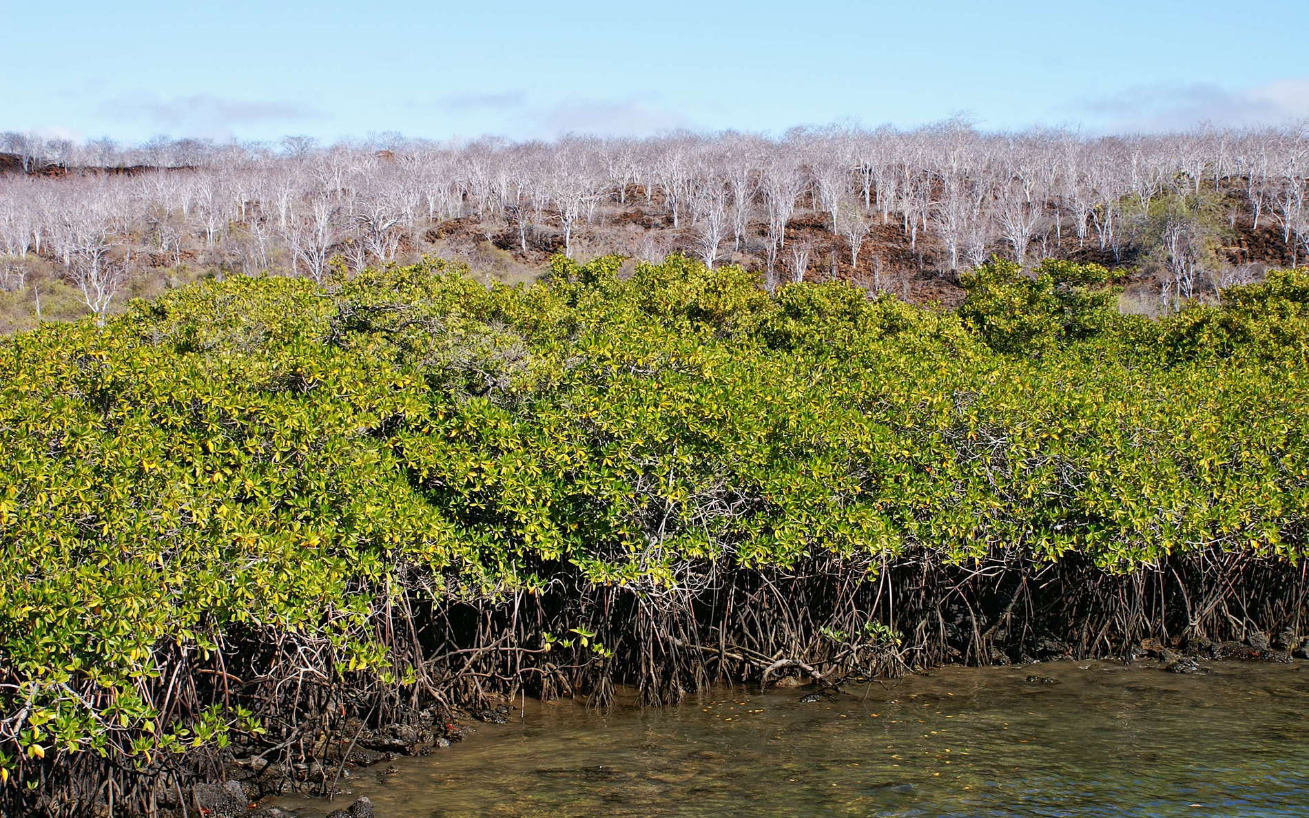 Isla Santa Cruz  |  Mangroves