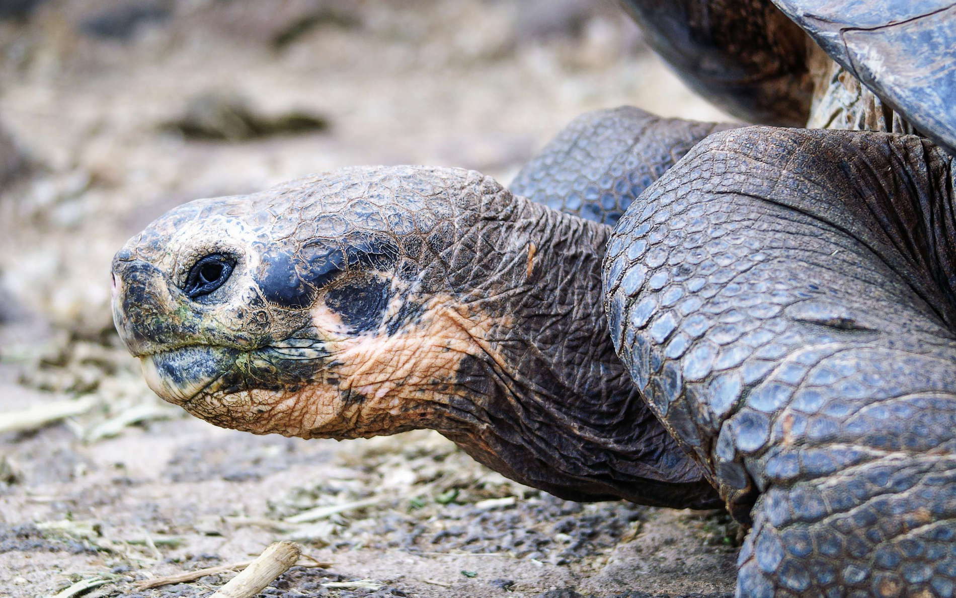 Isla Santa Cruz  |  Giant tortoise
