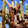 Valle de Lluta | Cactus