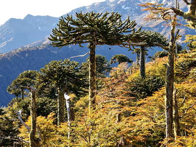 PN Conguillío with Araucaria trees