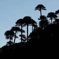 Cuesta Las Raices | Araucaria trees