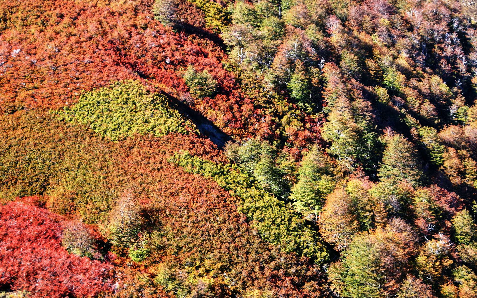 The leaves of the deciduous southern beech Nothofagus pumilio (lenga) make the scenery so colourful. WI_ch257b.jpg