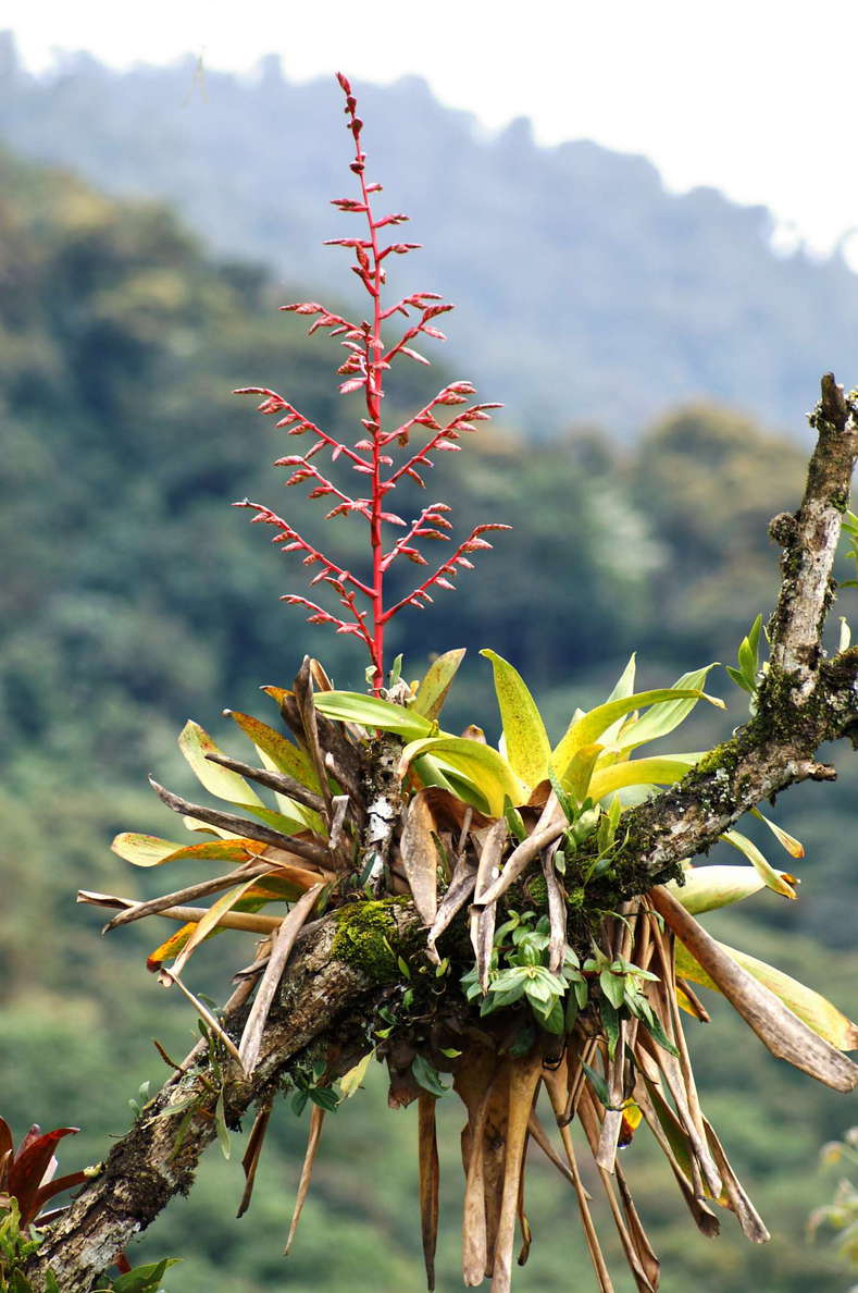 Valle del Río Papallacta  |  Epiphytic bromeliad