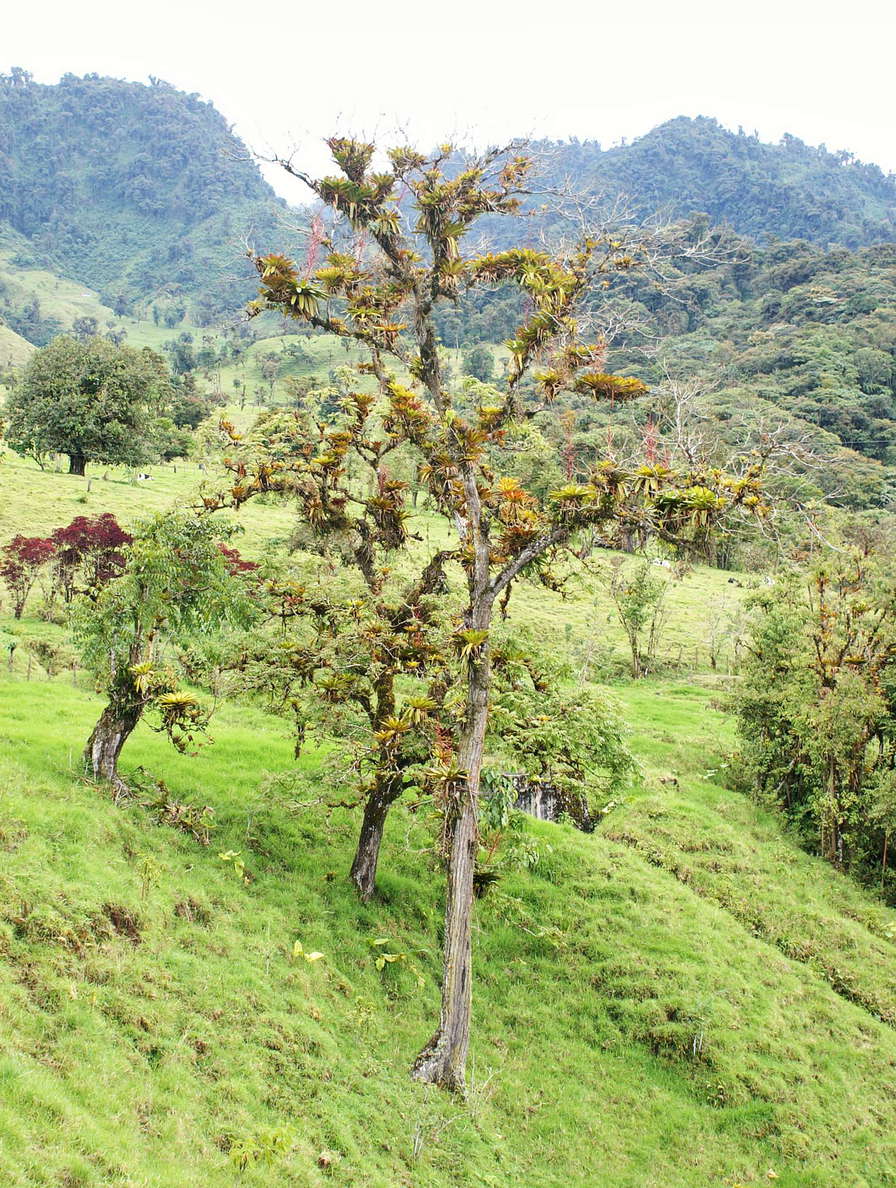 Valle del Río Papallacta  |  Remnant of cloud forest