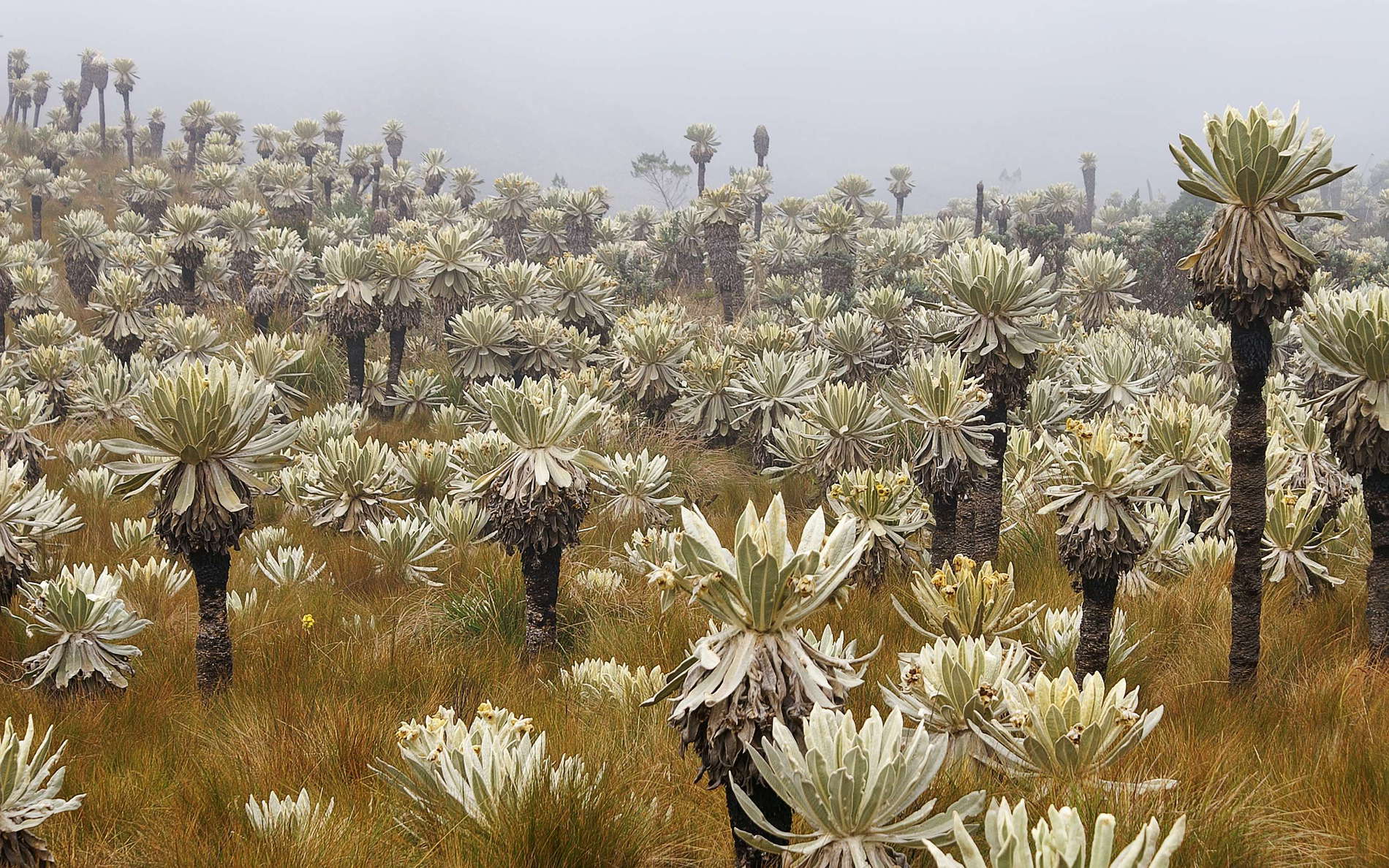 Giant rosette plants such as Espeletia hartwegiana are characteristic for the humid high-mountain ecosystems of the tropical Andes (páramo). Comparable growth forms have developed in the mountains of tropical Africa (e.g., Dendrosenecio keniodendron). WI_ec220.jpg