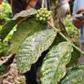 Bolívar  |  Coffee cultivation