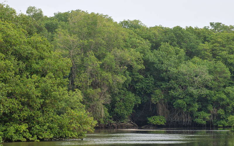 Jambelí  |  Mangroves