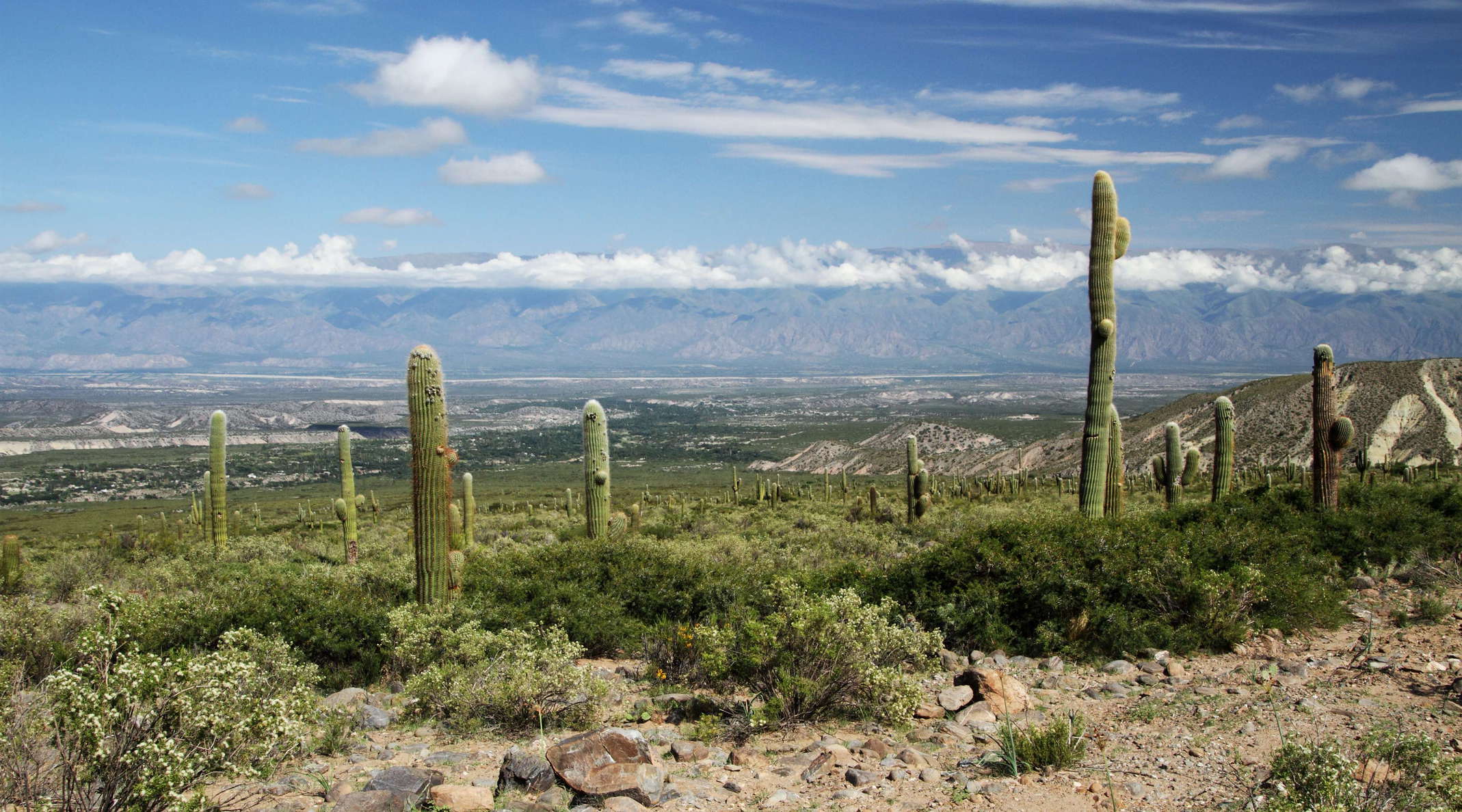 Amaicha del Valle | Los Cardones