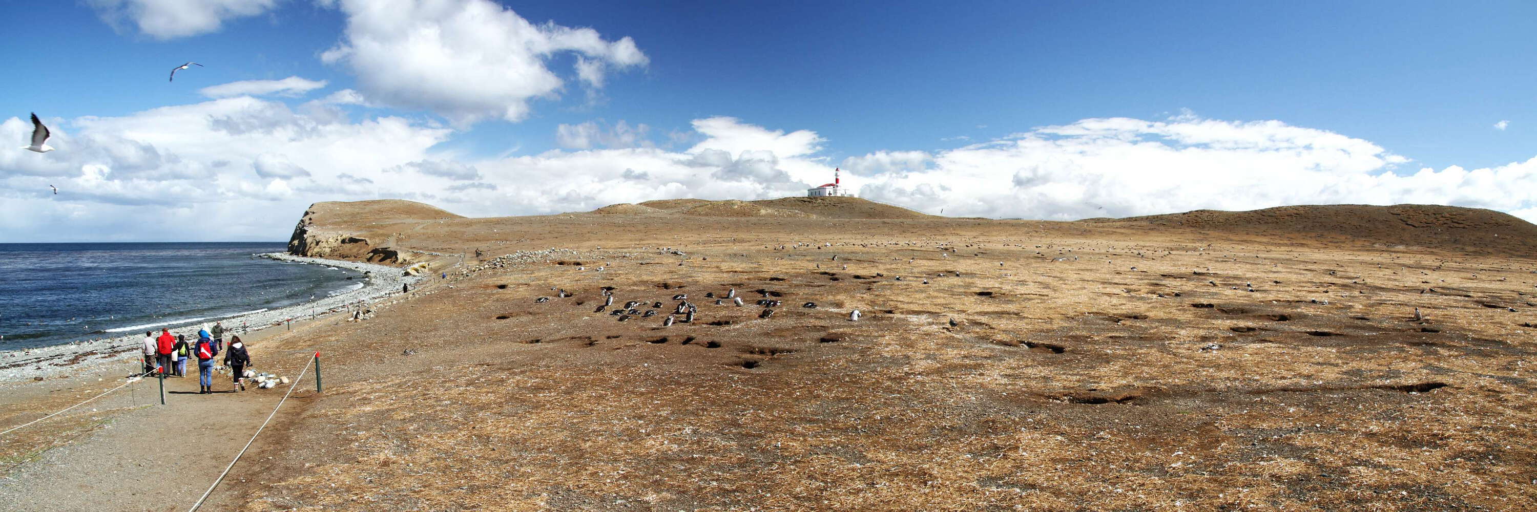 Isla Magdalena | Penguins and lighthouse