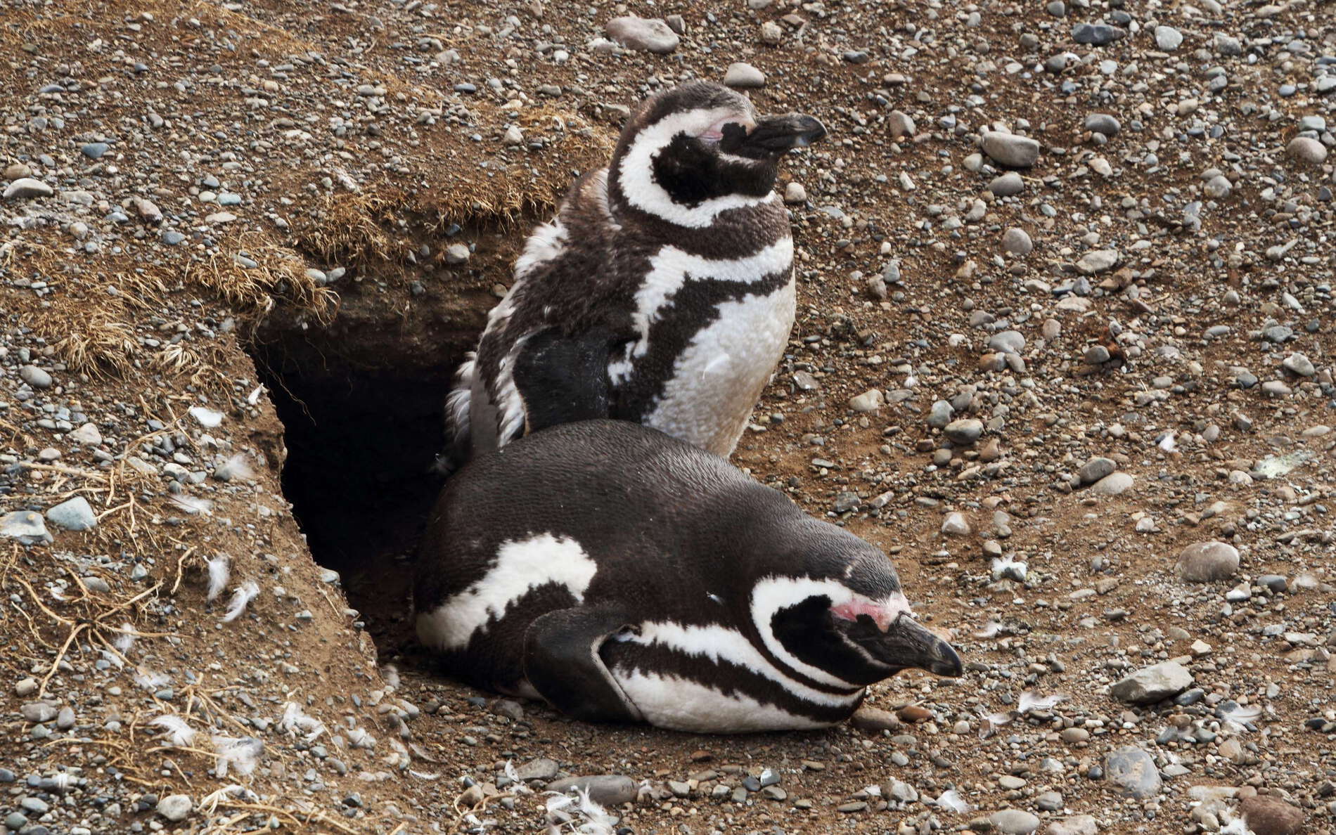 Isla Magdalena | Penguins