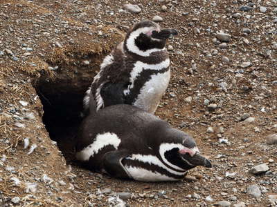 Isla Magdalena  |  Penguins