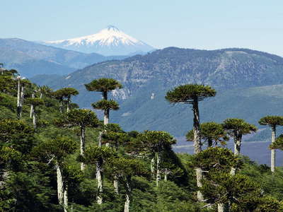 PN Conguillío  |  Araucaria trees and Volcán Villarrica