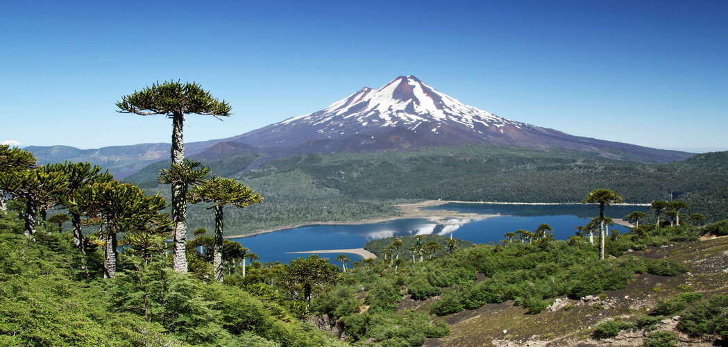 View of Araucaria trees and Volcán Llaima.