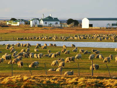San Sebastián  |  Sheep farm