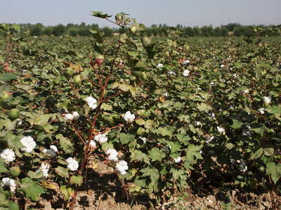 Hissar  |  Cotton field