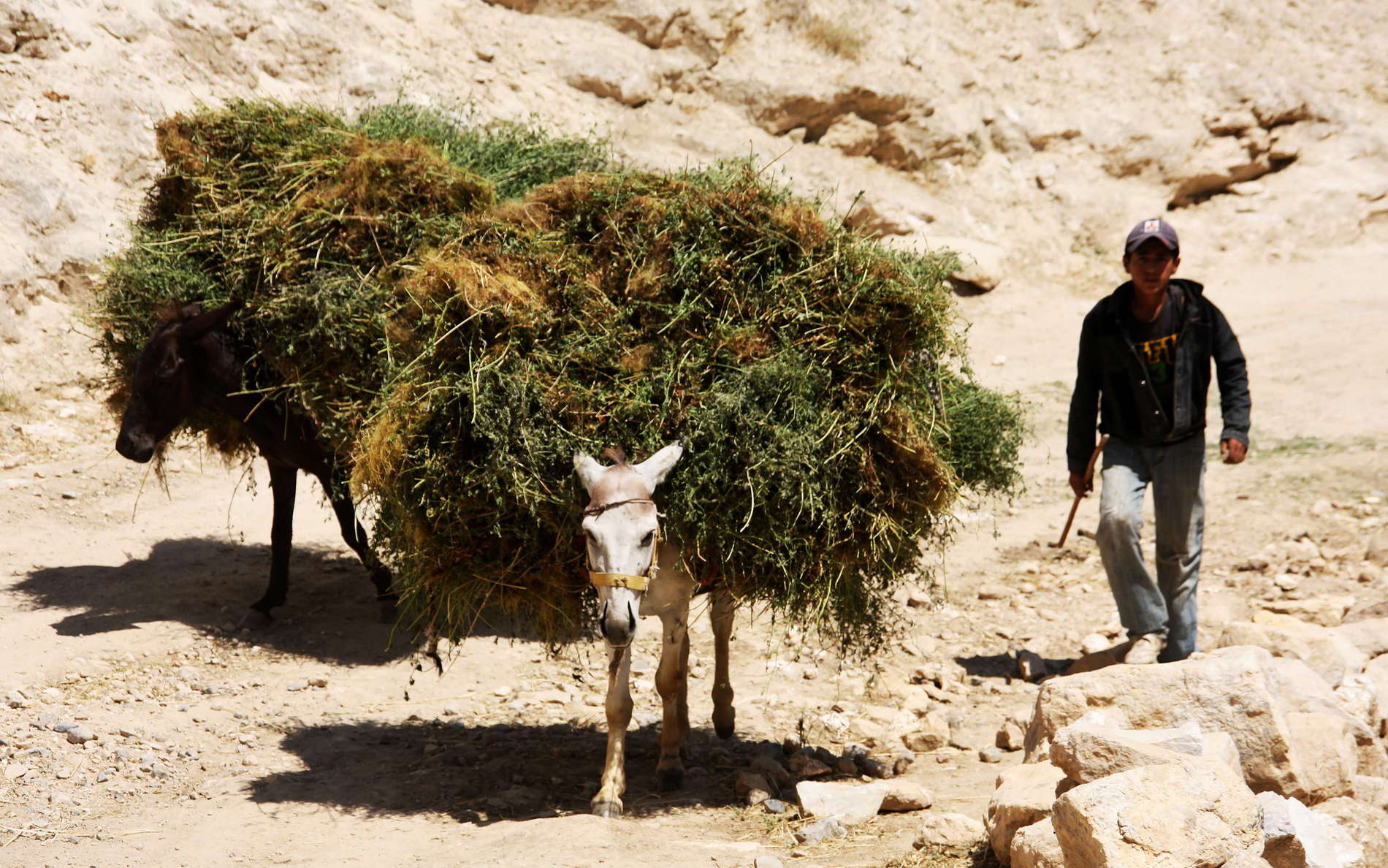 Zarafshan Valley  |  Donkeys