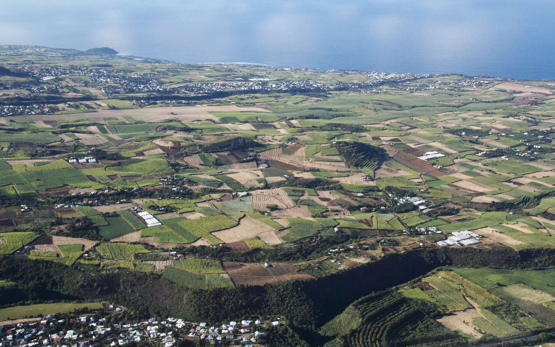 Saint-Pierre  |  Sugar cane cultivation