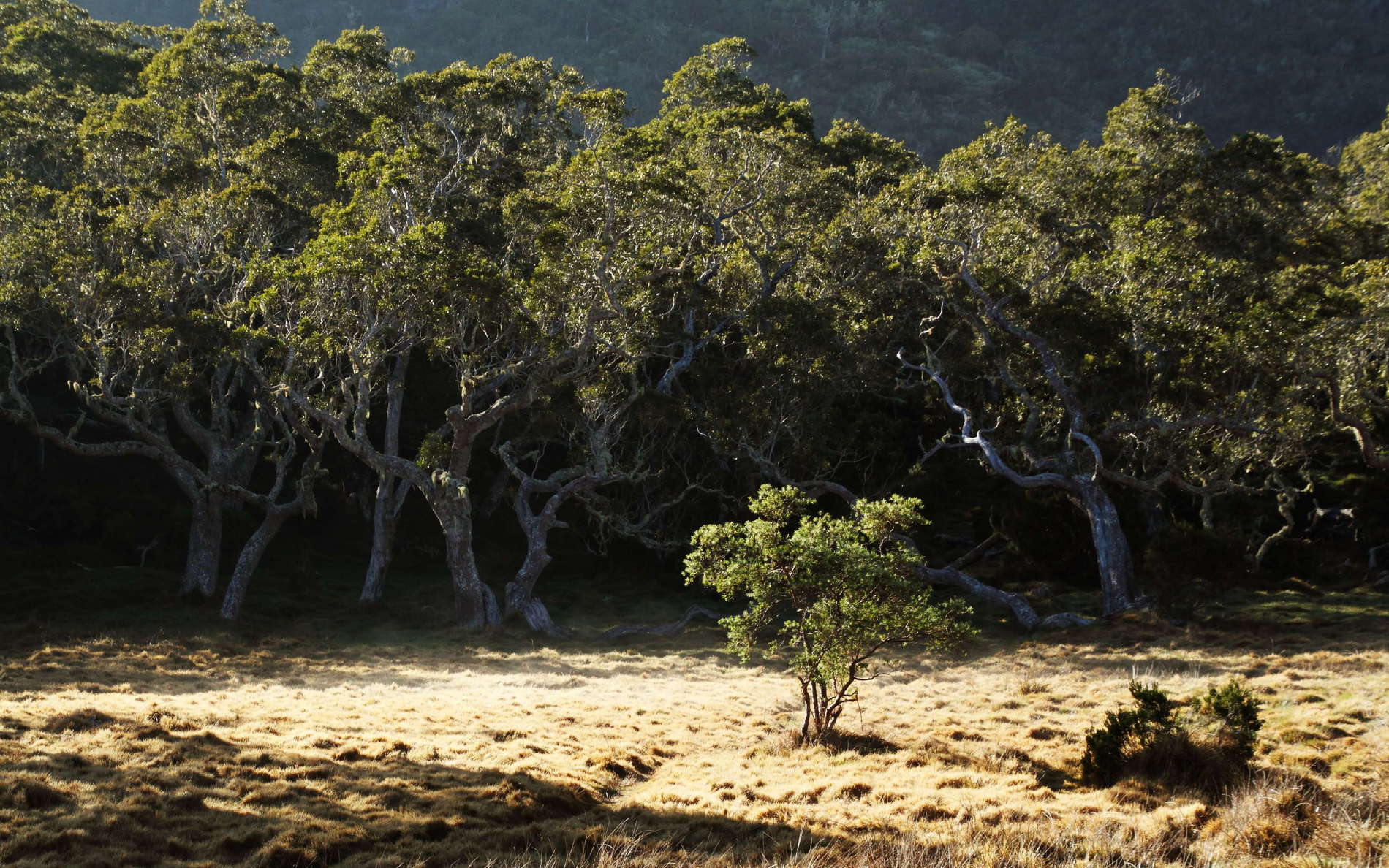 Cirque de Mafate  |  Plaine des Tamarins