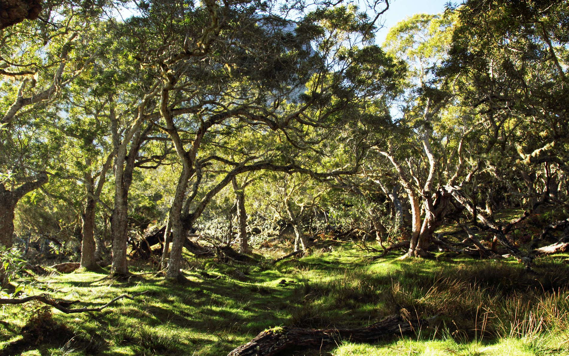 Cirque de Mafate  |  Plaine des Tamarins