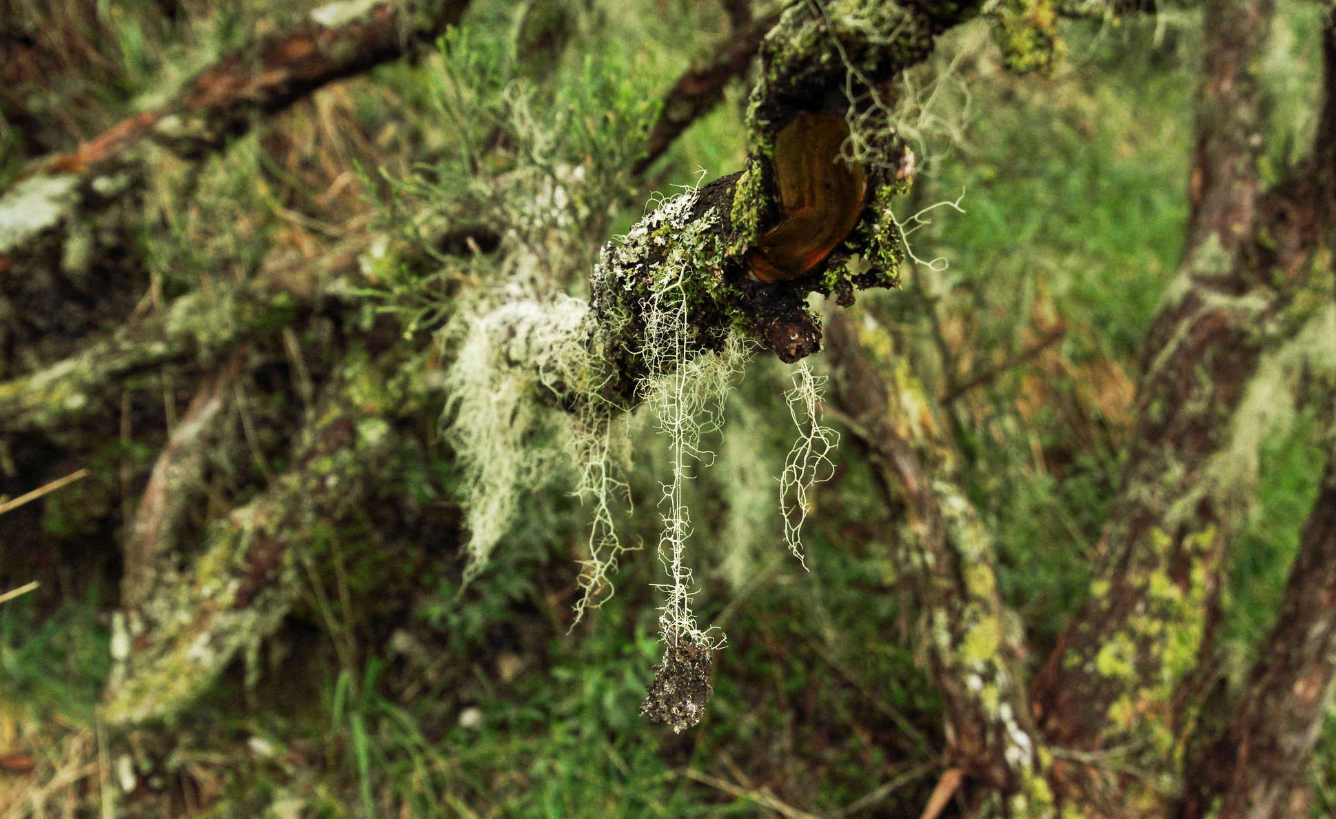 Cirque de Cilaos  |  Cloud forest with lichens
