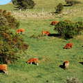 Plaine des Cafres  |  Cattle