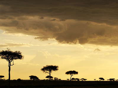 Masai Mara NR  |  Savanna
