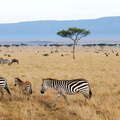 Masai Mara NR  |  Savanna with zebras