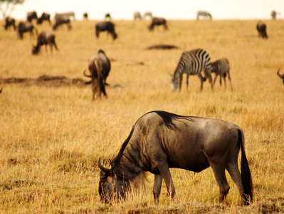 Masai Mara NR  |  Savanna with wildebeests