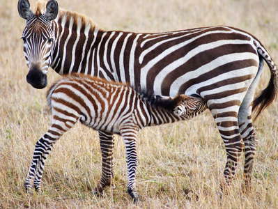 Masai Mara NR  |  Zebra with offspring