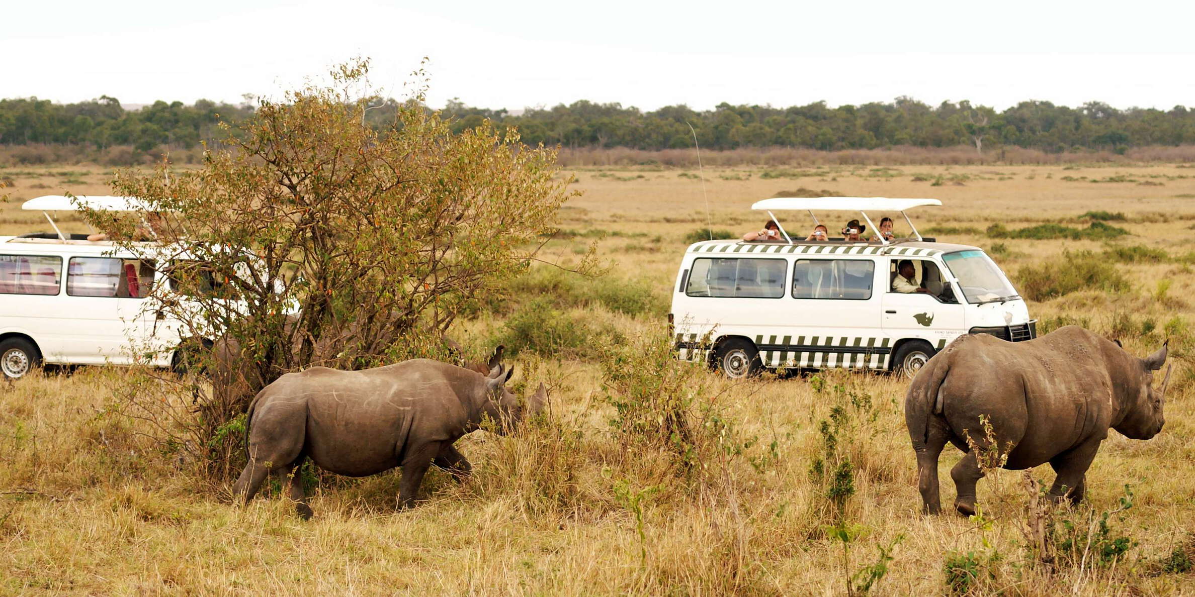 Masai Mara NR  |  Rhinoceros and tourists