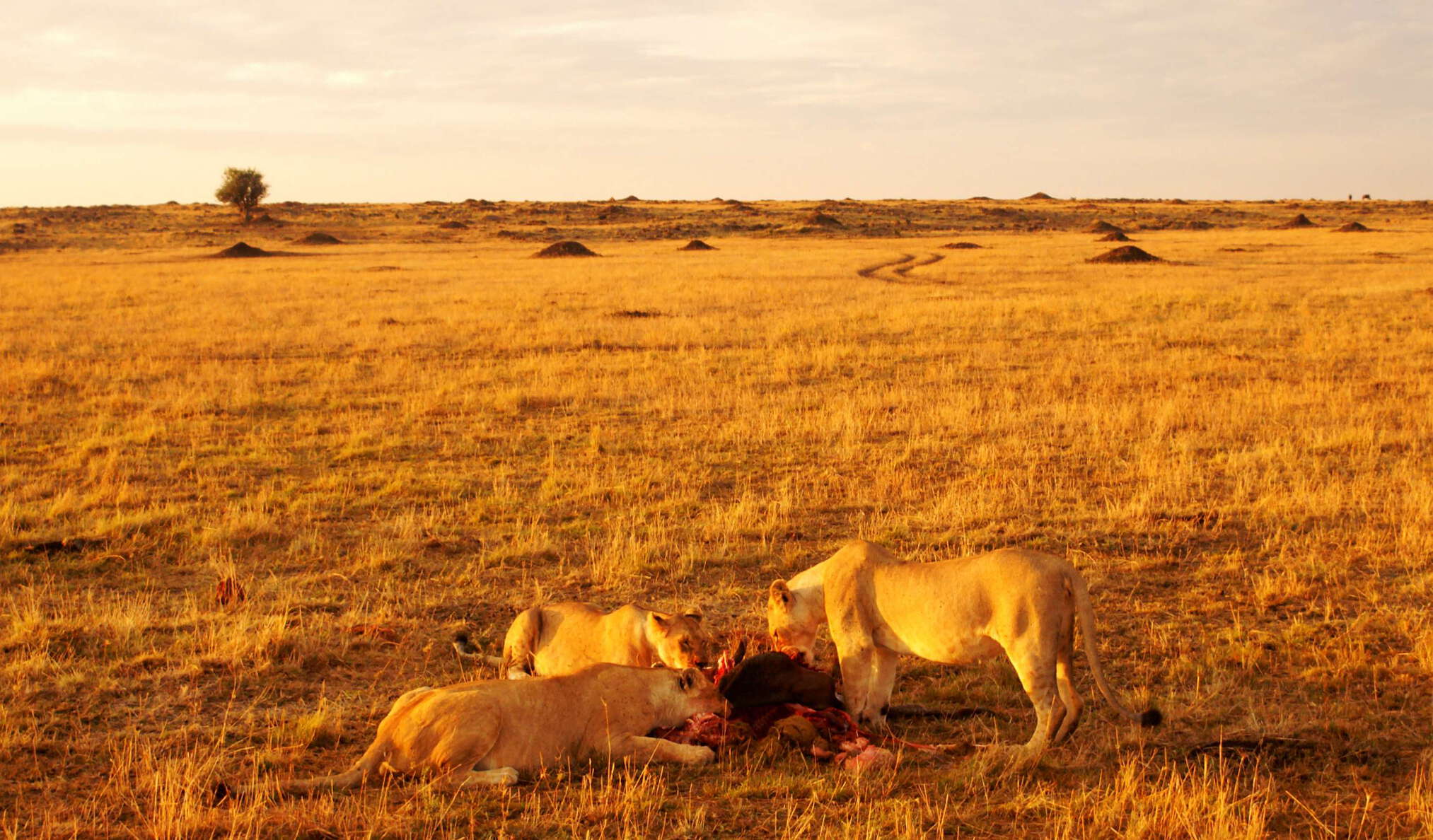 Masai Mara NR  |  Lions at breakfast